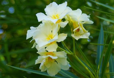 Nerium oleander